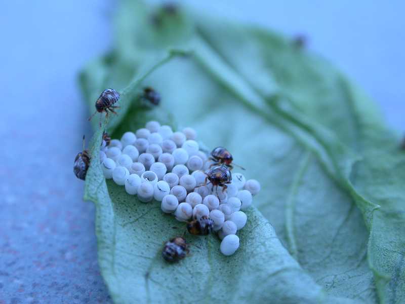 Stink bugs